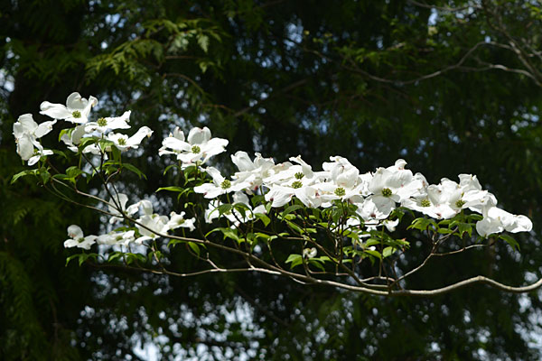 Eddie's White Wonder Dogwood